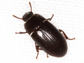 Alphitobius diaperinus